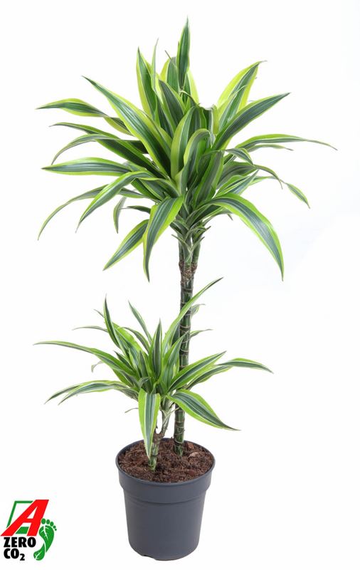 Picture of DRACAENA FRAGRANS LEMON LIME 045+/15+