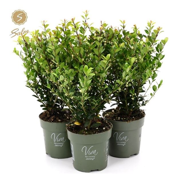 Picture of Ilex crenata jenny