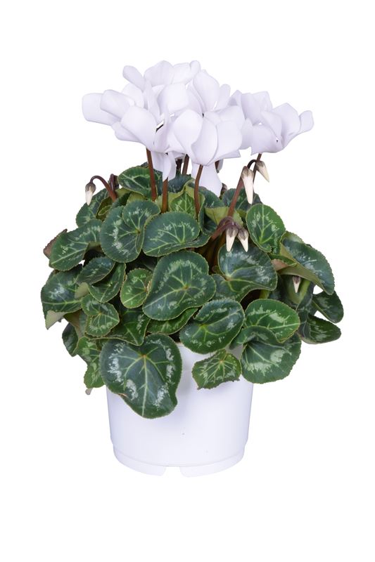 Picture of CYCLAMEN PERSICUM WHITE IN WHITE POT