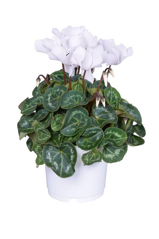 Picture of CYCLAMEN WHITE IN WHITE POT