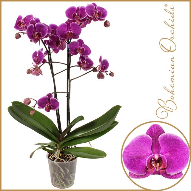 Picture of Phalaenopsis 02-stem durban