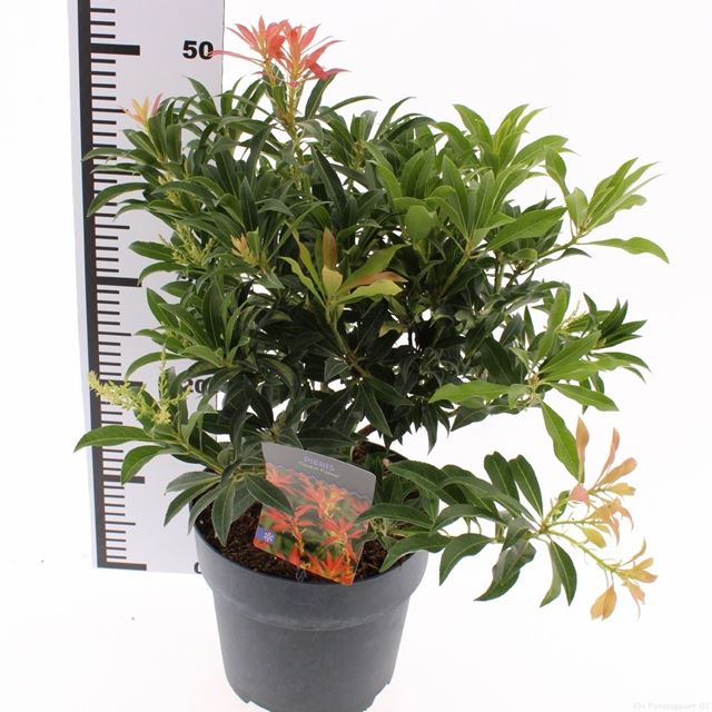 Picture of Pieris japonica forest flame