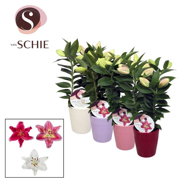 Picture of Lilium oriental 03pp in blush ceramic