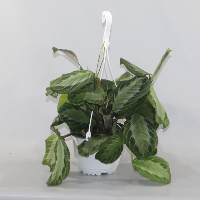 Picture of MARANTA LEUCONEURA SILVERBAND HANGING BASKET