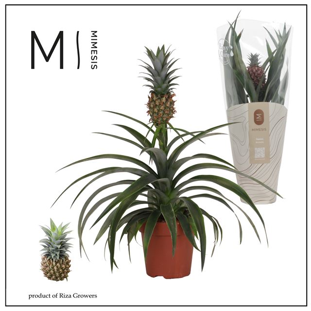 Picture of Ananas amigo