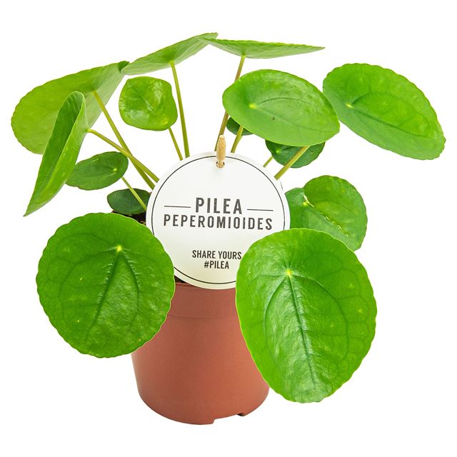 Picture of Pilea peperomioides