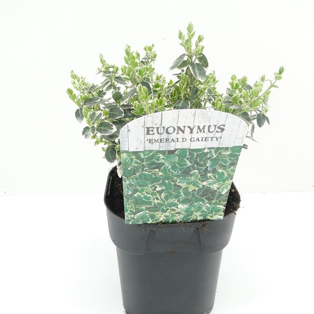 Picture of EUONYMUS FORTUNEI EMERALD GAIETY