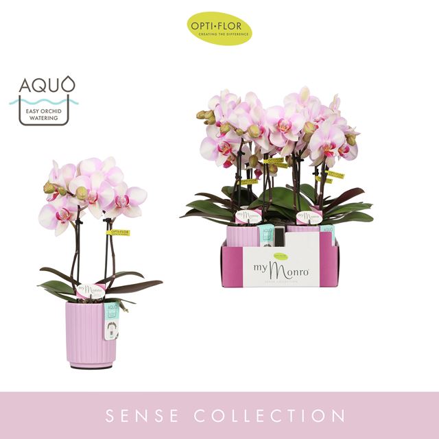 Picture of PHALAENOPSIS 02-STEM MYMONRO MAKE-UP MOLISE LILA