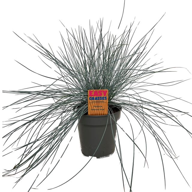 Picture of Festuca glauca intense blue
