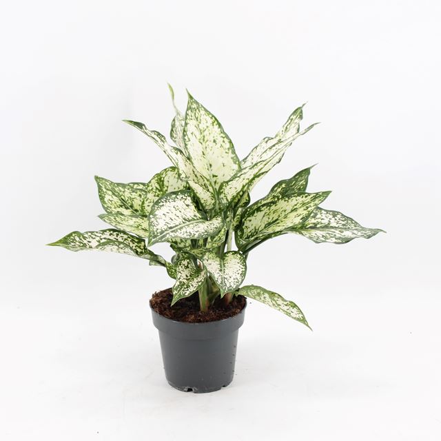 Picture of AGLAONEMA SNOW WHITE