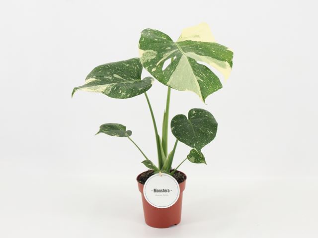 Picture of Monstera deliciosa thai constellation