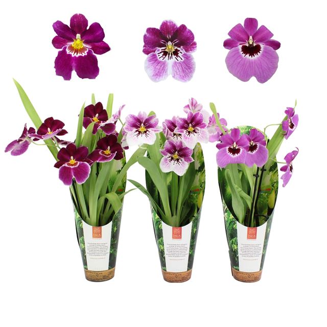 Picture of Miltoniopsis 02-stem magenta + cover
