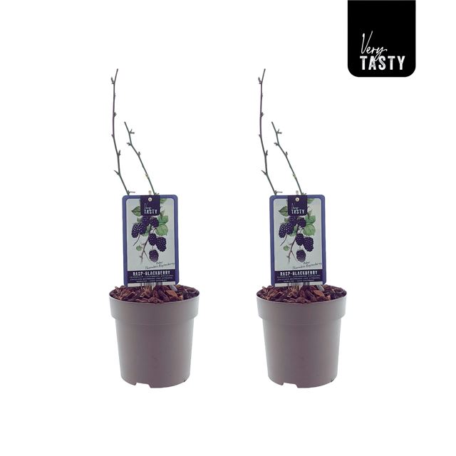 Picture of Rubus thornless boysenberry