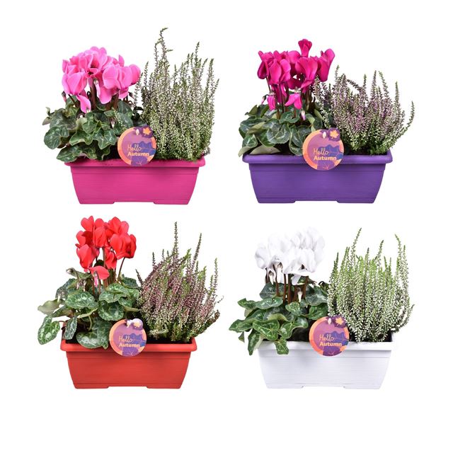 Picture of AUTUMN OUTDOOR ARRANGMENT DUO WINDOWBOX 