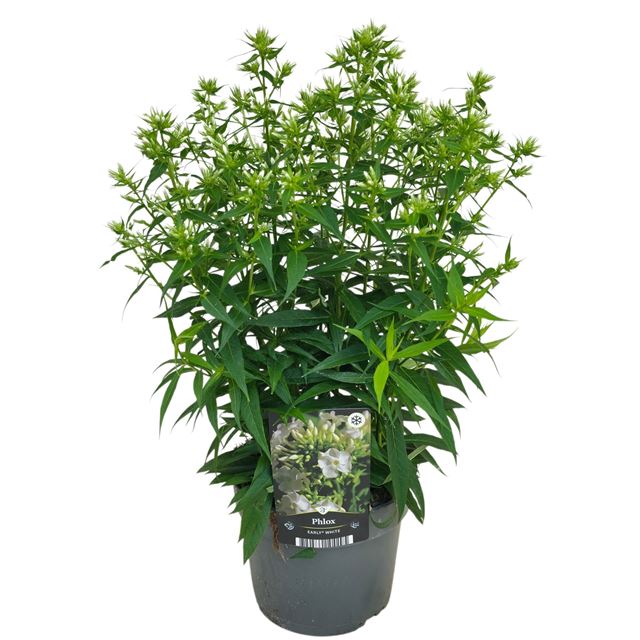 Picture of Phlox paniculata early white