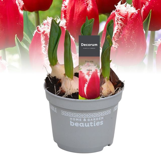 Picture of Tulipa intense