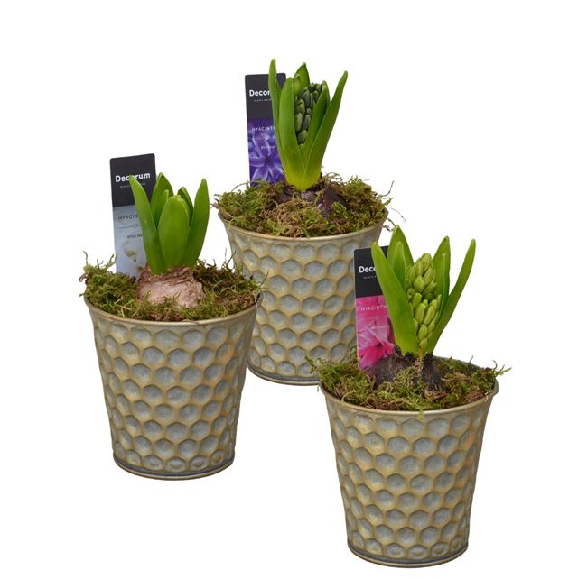 Picture of HYACINTHUS 01BULB ZINC