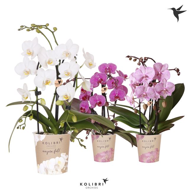 Picture of PHALAENOPSIS 02-STEM KOLIBRI NIAGARA FALL MIX