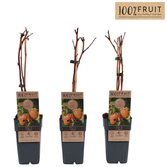 Picture of Rubus idaeus fallgold