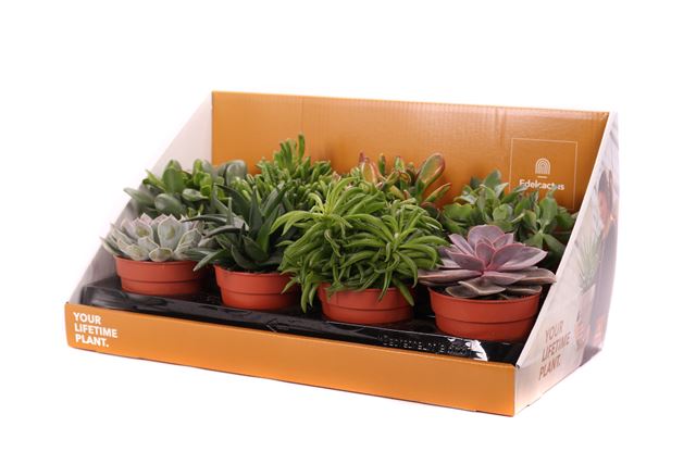 Picture of SUCCULENT MIX IN SHOWBOX