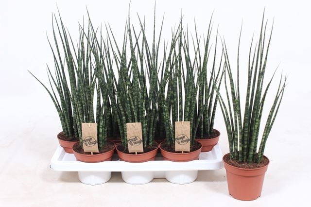 Picture of SANSEVIERIA FERNWOOD MIKADO