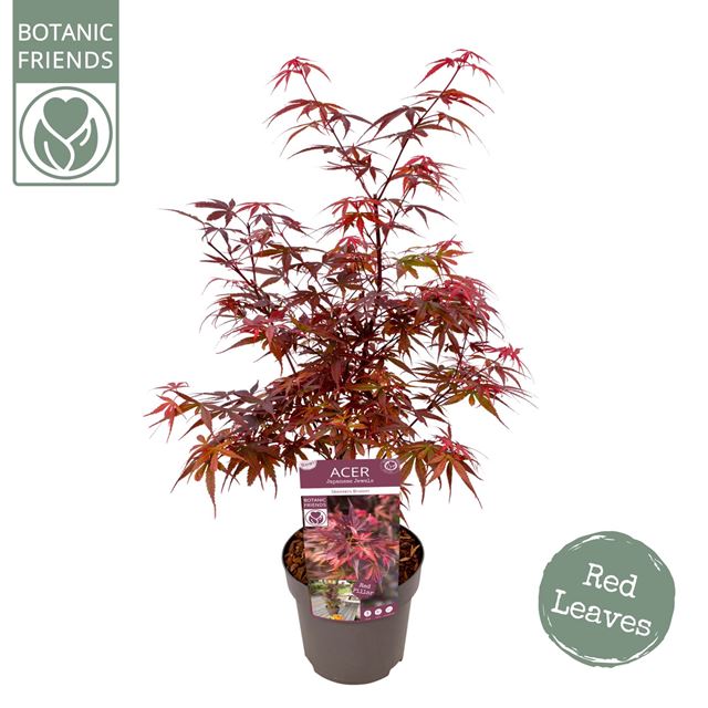 Picture of ACER PALMATUM SKEETER'S BROOM