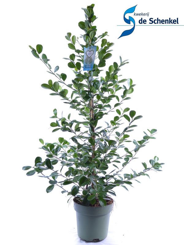 Picture of Ficus microcarpa moclame