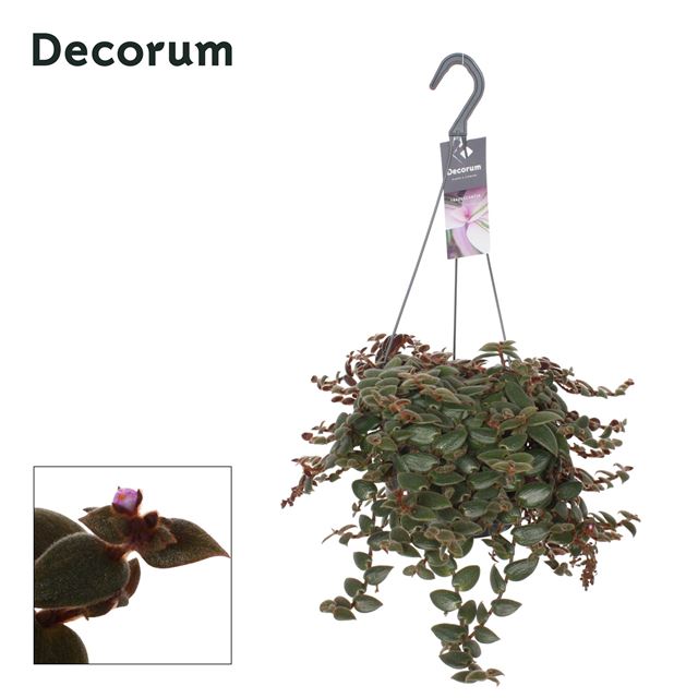 Picture of TRADESCANTIA BROWN HILL IN HANGING BASKET