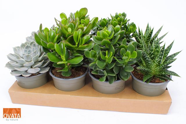 Picture of Succulent mix