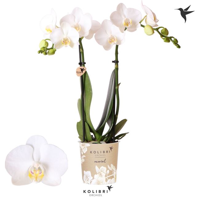 Picture of Phalaenopsis 02-stem kolibri amabilis