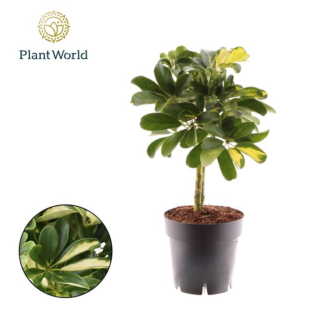 Picture of Schefflera arboricola gold capella on stem