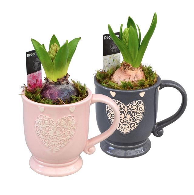 Picture of HYACINTHUS 01BULB CERAMIC MUG