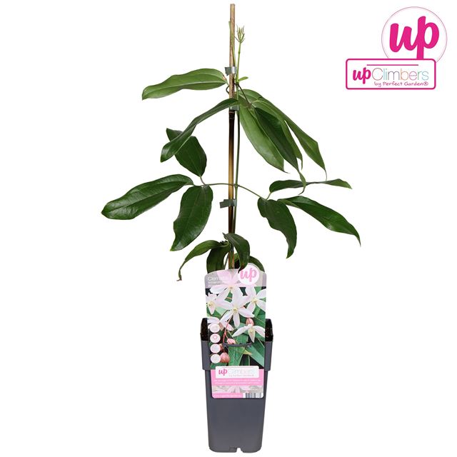 Picture of Clematis armandi apple blossom