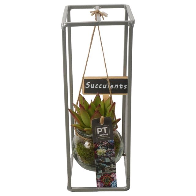 Picture of SUCCULENT ARRANGEMENT 01PP ON FRAME