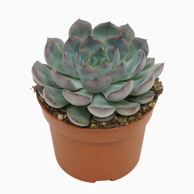 Picture of ECHEVERIA HERCULES 