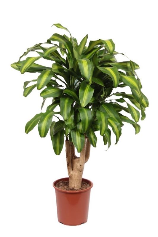 Picture of Dracaena massangeana branched
