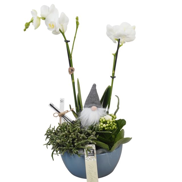 Picture of XMAS ARRANGEMENT PHALAENOPSIS 03PP IN CERAMIC