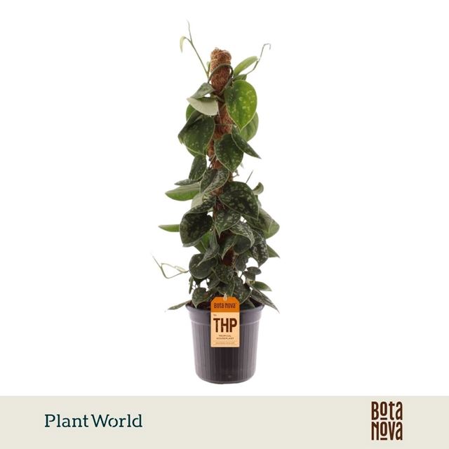 Picture of Scindapsus pictus moss pole