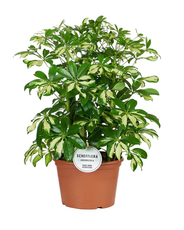 Picture of Schefflera arboricola 03pp gerda