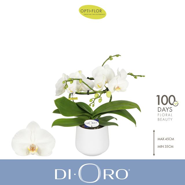 Picture of Phalaenopsis 02-stem infinity in ceramic