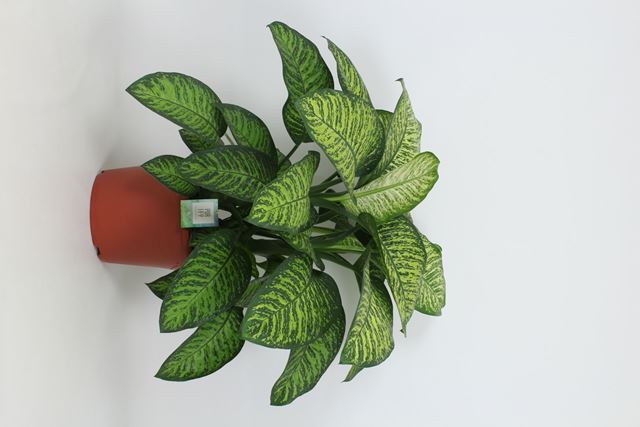Picture of DIEFFENBACHIA TROPIC JEWEL
