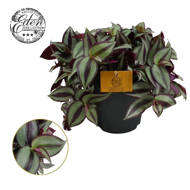 Picture of Tradescantia zebrina