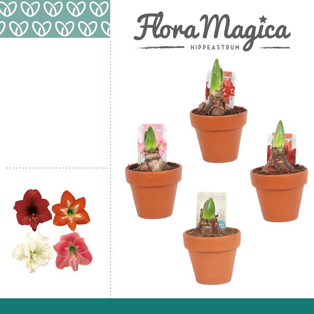 Picture of HIPPEASTRUM 02-FL MIX IN TERRACOTTA POT