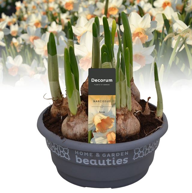 Picture of Narcissus iwona