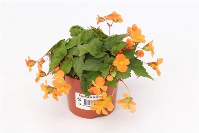 Picture of Begonia papaya