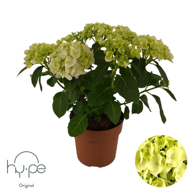 Picture of Hydrangea mophead 05+fl white