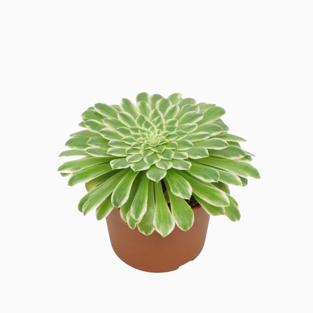 Picture of Aeonium tabaluformi variegata