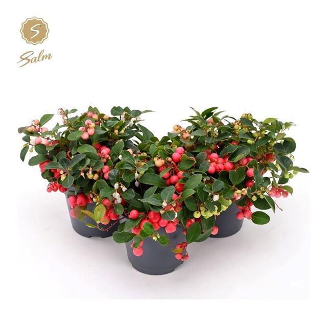 Picture of Gaultheria procumbens ciao bella red