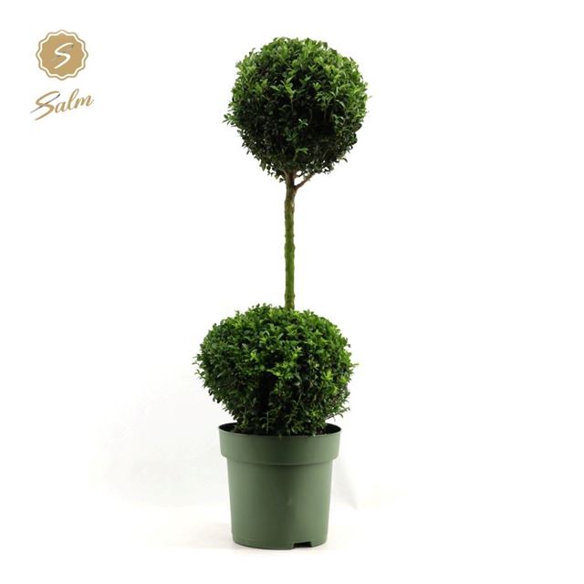 Picture of Buxus sempervirens duoball