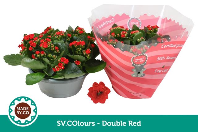 Picture of Kalanchoe double red bowl